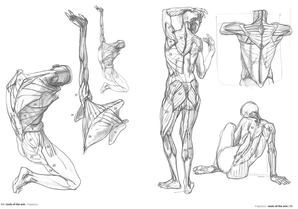 Basic human anatomy sketch